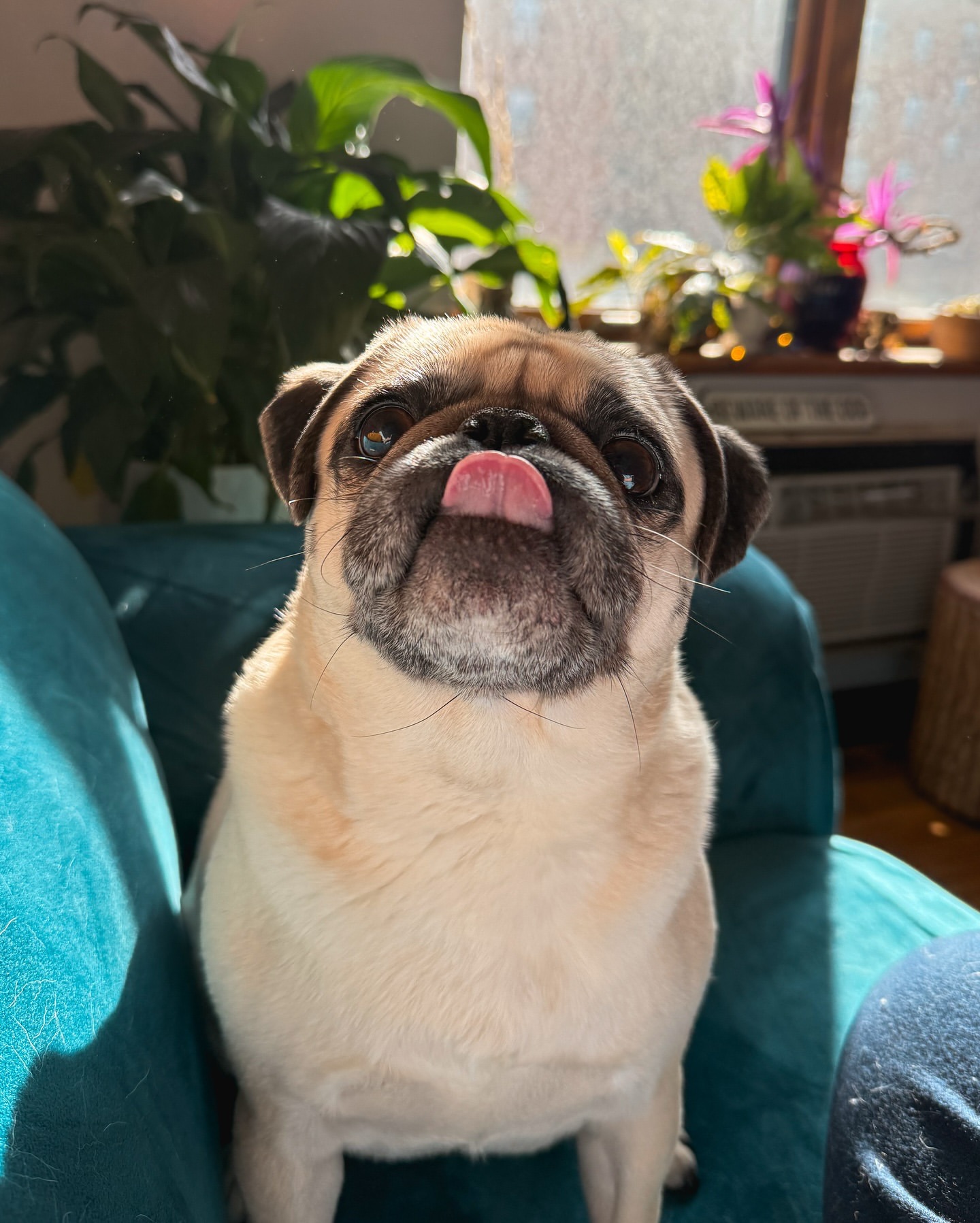 Rosie the pug